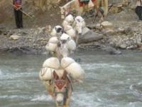 we have been leading Dolpo trek since 7 year visit our home page www.everestlsndtrek.com for more info